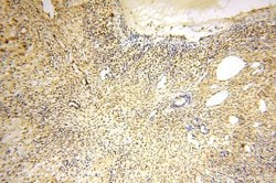 PPM1G Rabbit anti-Human, Mouse, Rat, Polyclonal, Proteintech 150 &mu;L;