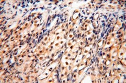 PPM1G Rabbit anti-Human, Mouse, Rat, Polyclonal, Proteintech 150 &mu;L;
