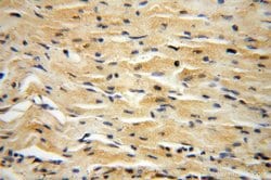 PPM1G Rabbit anti-Human, Mouse, Rat, Polyclonal, Proteintech 150 &mu;L;