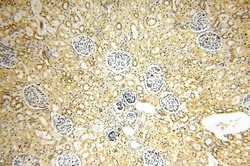 PPM1G Rabbit anti-Human, Mouse, Rat, Polyclonal, Proteintech 150 &mu;L;