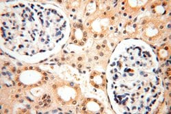 PPM1G Rabbit anti-Human, Mouse, Rat, Polyclonal, Proteintech 150 &mu;L;