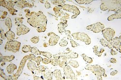 PPM1G Rabbit anti-Human, Mouse, Rat, Polyclonal, Proteintech 150 &mu;L;