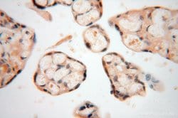 PPM1G Rabbit anti-Human, Mouse, Rat, Polyclonal, Proteintech 150 &mu;L;