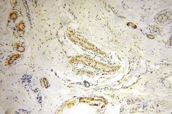 PPM1G Rabbit anti-Human, Mouse, Rat, Polyclonal, Proteintech 150 &mu;L;