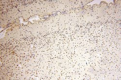 PPM1G Rabbit anti-Human, Mouse, Rat, Polyclonal, Proteintech 150 &mu;L;