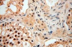 PPM1G Rabbit anti-Human, Mouse, Rat, Polyclonal, Proteintech 150 &mu;L;