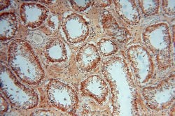 PDIR Rabbit anti-Human, Mouse, Rat, Polyclonal, Proteintech 150 &mu;L;