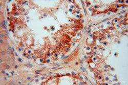 PDIR Rabbit anti-Human, Mouse, Rat, Polyclonal, Proteintech 150 &mu;L;