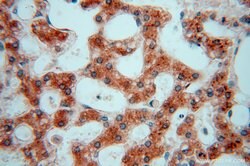 PDIR Rabbit anti-Human, Mouse, Rat, Polyclonal, Proteintech 150 &mu;L;