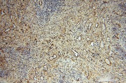 PDIR Rabbit anti-Human, Mouse, Rat, Polyclonal, Proteintech 150 &mu;L;
