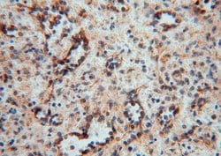 PDIR Rabbit anti-Human, Mouse, Rat, Polyclonal, Proteintech 150 &mu;L;