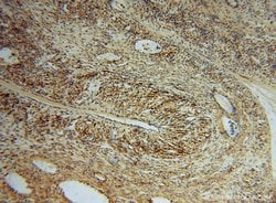PDIR Rabbit anti-Human, Mouse, Rat, Polyclonal, Proteintech 150 &mu;L;