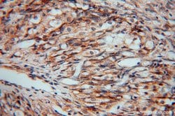 PDIR Rabbit anti-Human, Mouse, Rat, Polyclonal, Proteintech 150 &mu;L;
