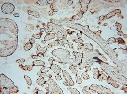 PDIR Rabbit anti-Human, Mouse, Rat, Polyclonal, Proteintech 150 &mu;L;