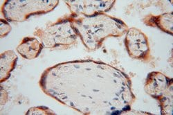 PDIR Rabbit anti-Human, Mouse, Rat, Polyclonal, Proteintech 150 &mu;L;