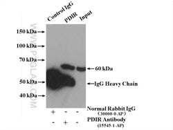 PDIR Rabbit anti-Human, Mouse, Rat, Polyclonal, Proteintech 150 &mu;L;