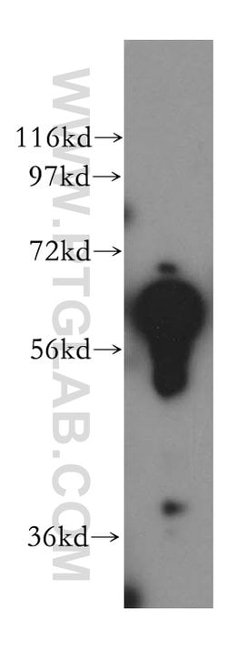 PDIR Rabbit anti-Human, Mouse, Rat, Polyclonal, Proteintech 150 &mu;L;