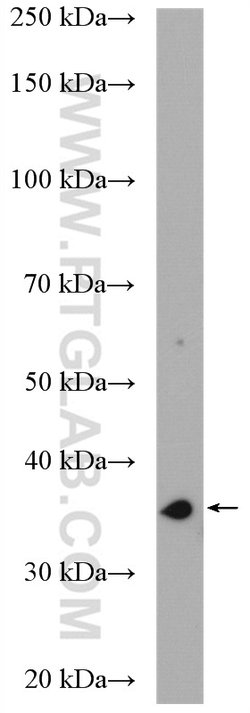 DIMT1L Rabbit anti-Human, Mouse, Rat, Polyclonal, Proteintech:Antibodies:Primary