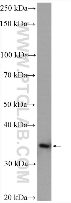 DIMT1L Rabbit anti-Human, Mouse, Rat, Polyclonal, Proteintech:Antibodies:Primary
