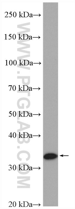 DIMT1L Rabbit anti-Human, Mouse, Rat, Polyclonal, Proteintech:Antibodies:Primary