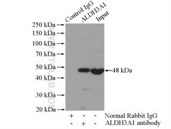ALDH3A1 Rabbit anti-Human, Mouse, Rat, Polyclonal, Proteintech 150 &mu;L;
