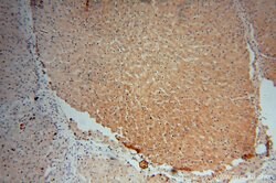 FDXR Rabbit anti-Human, Mouse, Rat, Polyclonal, Proteintech 150 &mu;L;
