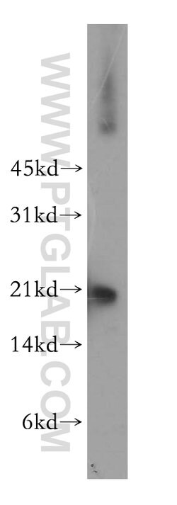 SELS Rabbit anti-Human, Mouse, Rat, Polyclonal, Proteintech:Antibodies:Primary