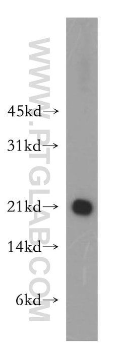 SELS Rabbit anti-Human, Mouse, Rat, Polyclonal, Proteintech:Antibodies:Primary