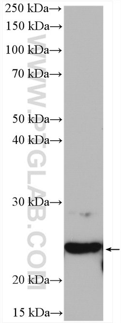 SELS Rabbit anti-Human, Mouse, Rat, Polyclonal, Proteintech:Antibodies:Primary
