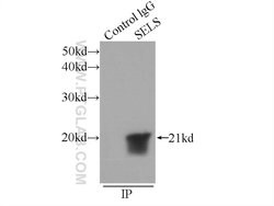 SELS Rabbit anti-Human, Mouse, Rat, Polyclonal, Proteintech:Antibodies:Primary