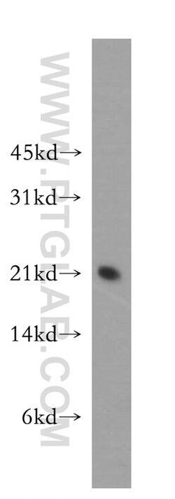 SELS Rabbit anti-Human, Mouse, Rat, Polyclonal, Proteintech:Antibodies:Primary
