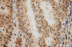 SF3A2 Rabbit anti-Human, Mouse, Rat, Polyclonal, Proteintech:Antibodies:Primary