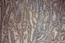 SF3A2 Rabbit anti-Human, Mouse, Rat, Polyclonal, Proteintech:Antibodies:Primary