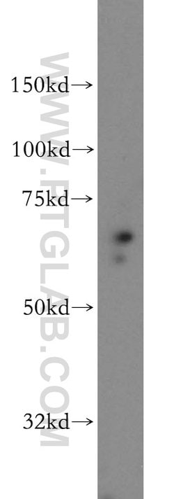 SF3A2 Rabbit anti-Human, Mouse, Rat, Polyclonal, Proteintech:Antibodies:Primary