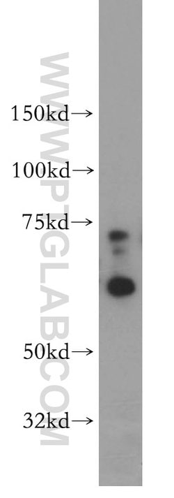 SF3A2 Rabbit anti-Human, Mouse, Rat, Polyclonal, Proteintech:Antibodies:Primary