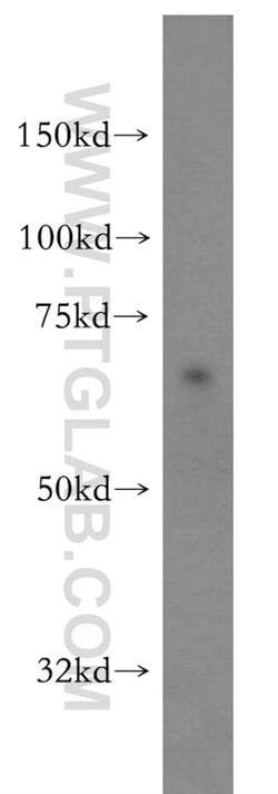 SF3A2 Rabbit anti-Human, Mouse, Rat, Polyclonal, Proteintech:Antibodies:Primary