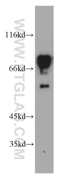 SF4 Rabbit anti-Human, Mouse, Rat, Polyclonal, Proteintech:Antibodies:Primary