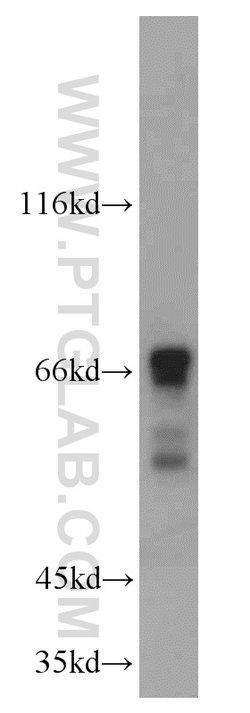 SF4 Rabbit anti-Human, Mouse, Rat, Polyclonal, Proteintech:Antibodies:Primary