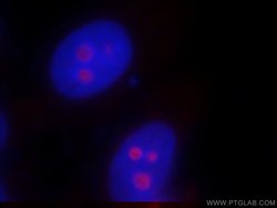SF4 Rabbit anti-Human, Mouse, Rat, Polyclonal, Proteintech:Antibodies:Primary