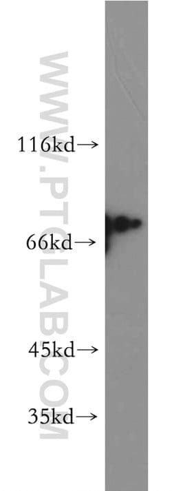 SF4 Rabbit anti-Human, Mouse, Rat, Polyclonal, Proteintech:Antibodies:Primary