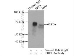 PRC1 Rabbit anti-Human, Polyclonal, Proteintech 20 &mu;L; Unconjugated:Antibodies,