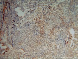 EXOSC5 Rabbit anti-Human, Rat, Polyclonal, Proteintech:Antibodies:Primary