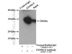 EXOSC5 Rabbit anti-Human, Rat, Polyclonal, Proteintech:Antibodies:Primary