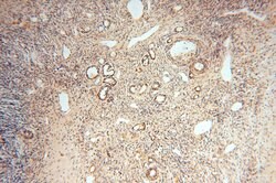 ACOT2 Rabbit anti-Human, Mouse, Rat, Polyclonal, Proteintech 150 &mu;L;