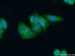 OPA3 Rabbit anti-Human, Mouse, Rat, Polyclonal, Proteintech:Antibodies:Primary