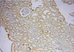 OPA3 Rabbit anti-Human, Mouse, Rat, Polyclonal, Proteintech:Antibodies:Primary