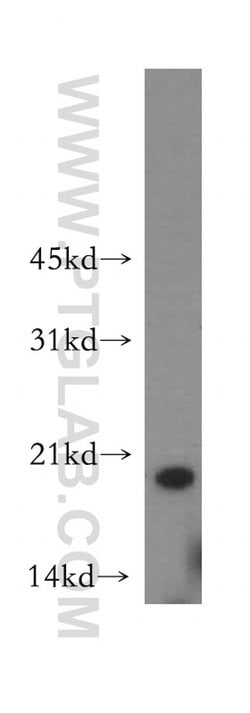 OPA3 Rabbit anti-Human, Mouse, Rat, Polyclonal, Proteintech:Antibodies:Primary