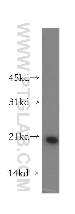 OPA3 Rabbit anti-Human, Mouse, Rat, Polyclonal, Proteintech:Antibodies:Primary