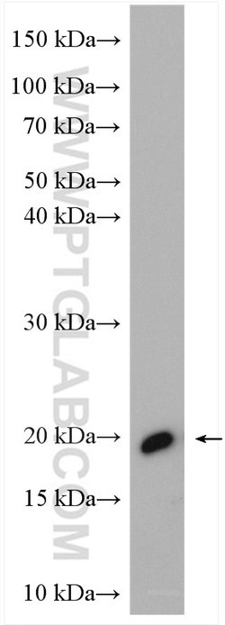 OPA3 Rabbit anti-Human, Mouse, Rat, Polyclonal, Proteintech:Antibodies:Primary