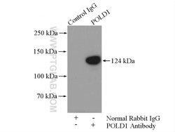 POLD1 Rabbit anti-Human, Mouse, Rat, Polyclonal, Proteintech 150 &mu;L;